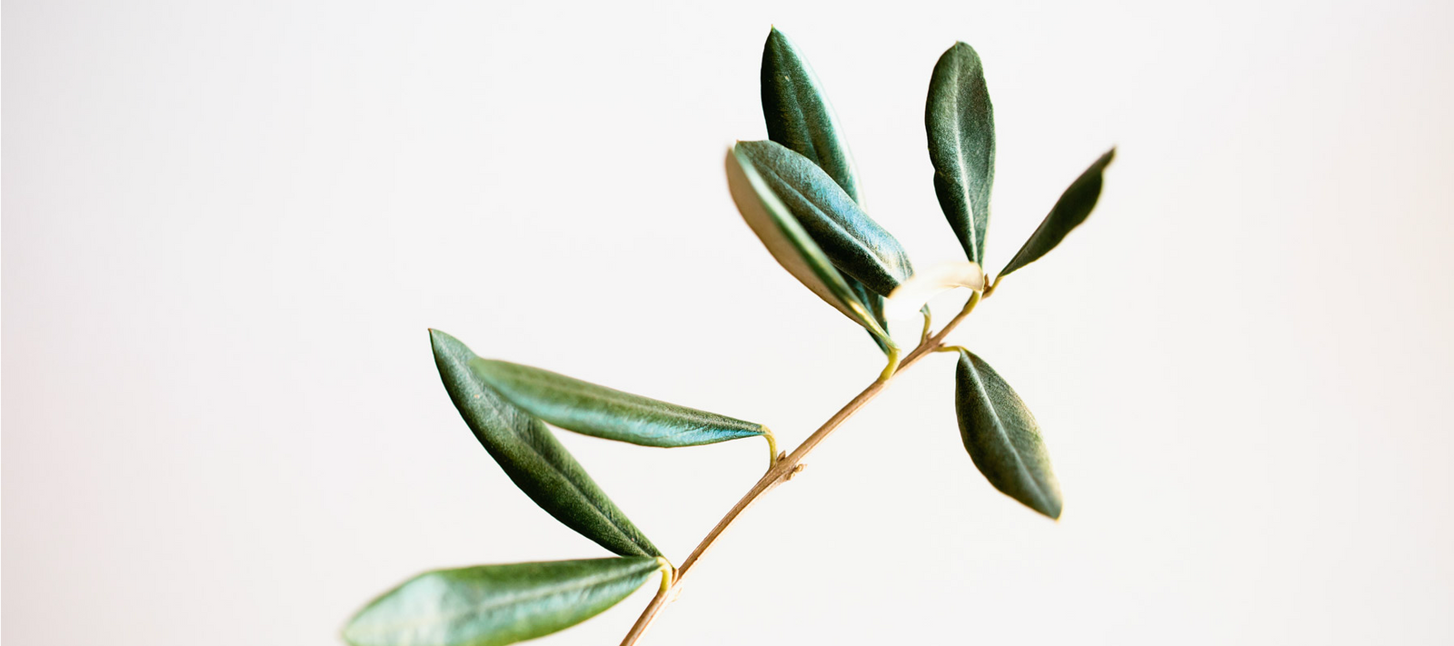 Benefits of extra virgin olive oil in family health